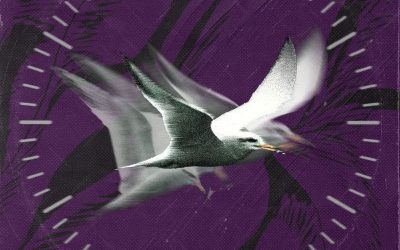 Track by Track |  El Significado de las Flores y Javiera Electra se funden en ‘Fulgor’