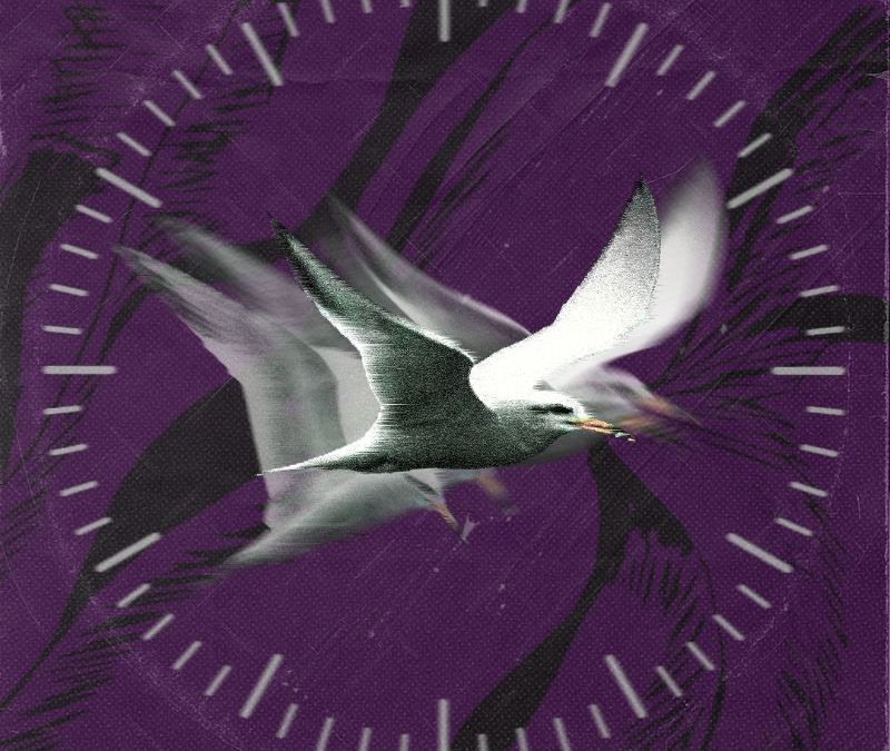 Track by Track |  El Significado de las Flores y Javiera Electra se funden en ‘Fulgor’